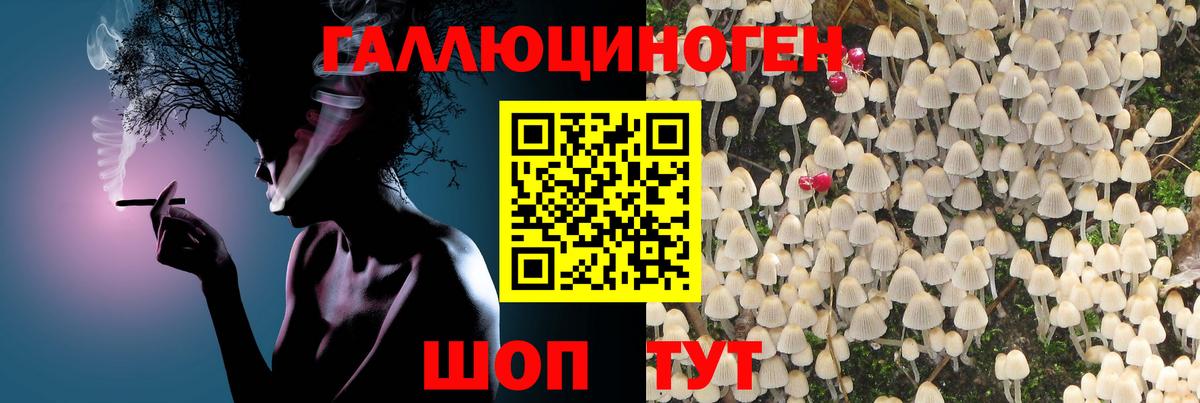 где купить   Галлюциногенные грибы GOLDEN TEACHER  Вход с VPN  Абинск 