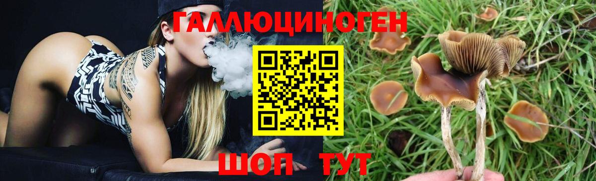 Псилоцибиновые грибы мицелий Абинск