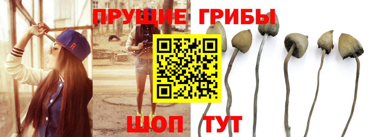 Абинск  Галлюциногенные грибы мухоморы  Галлюциногенные грибы Cubensis  Вход с VPN 